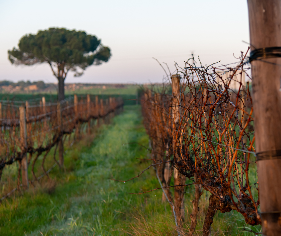 Winter vineyard